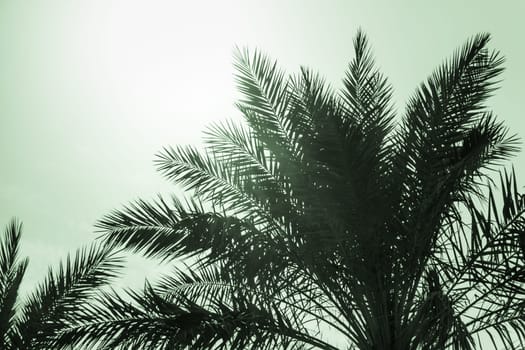 Sun light shines through leaves of palm. Beautiful wanderlust travel journey symbol for vacation trip to southern holiday dream island