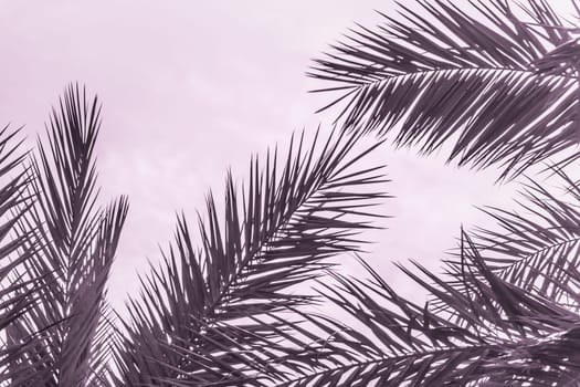 Sun light shines through leaves of palm. Beautiful wanderlust travel journey symbol for vacation trip to southern holiday dream island