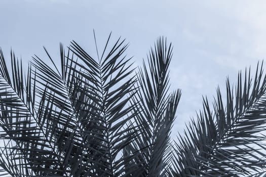 Sun light shines through leaves of palm. Beautiful wanderlust travel journey symbol for vacation trip to southern holiday dream island