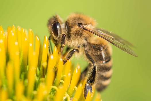 Animal sitting for pollination. Important insect for environment ecology ecosystem. Awareness of nature climate change sustainability.