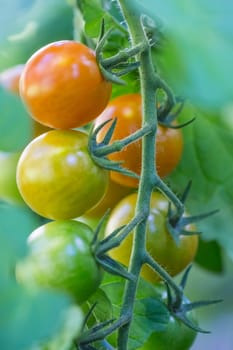 Delicious fresh and juicy vegetables from farming agriculture. Organic nature solanum food with summer plant growth to autumn harvest.
