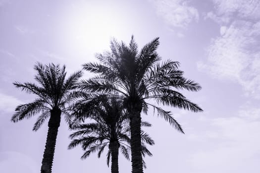 Sun light shines through leaves of palm. Beautiful wanderlust travel journey symbol for vacation trip to southern holiday dream island