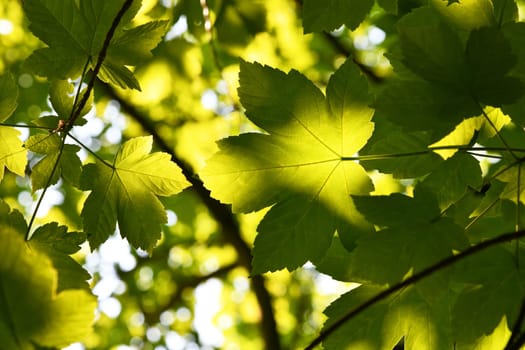acer pseudoplatanus