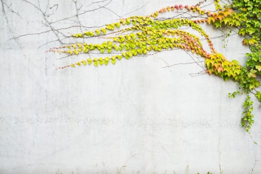 Ivy growing on a wall, autumn colours, background
