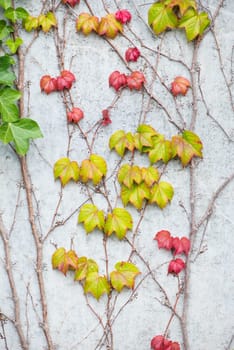 Ivy growing on a wall, autumn colours, background