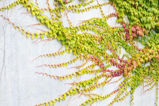 Ivy growing on a wall, autumn colours, background