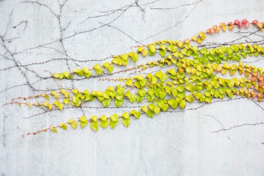 Ivy growing on a wall, autumn colours, background