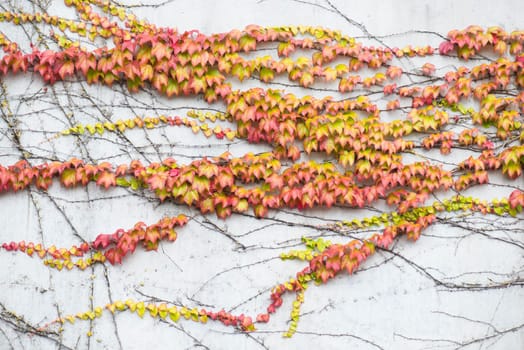 Ivy growing on a wall, autumn colours, background