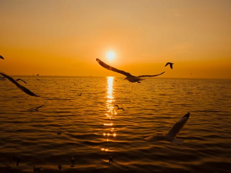 Sunset Sea Bird Silhouette sunset. Silhouette bird flying photography Sea. Minimal photography