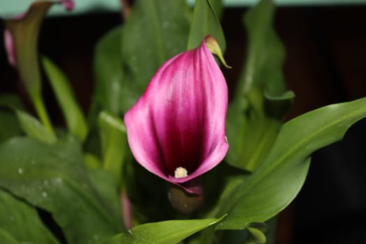 beautiful cove purple flower amazing natural green color