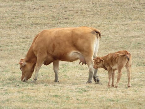 livestock cows animals mammals meat milk green meadows