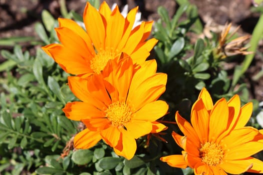 beautiful colorful flowers aromas perfumes natural fragrances
