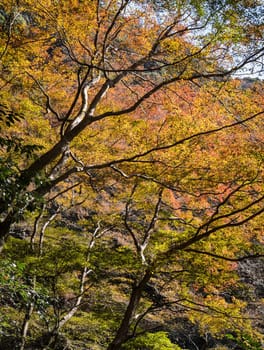 Minoo or Minoh park in autumn, Osaka, Japan. One of Japan's oldest national parks.