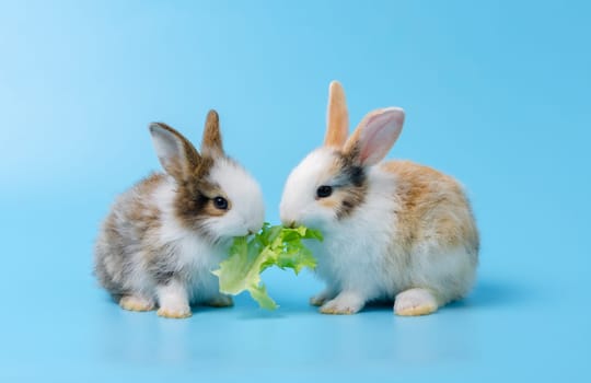 Two adorable bunnies or baby rabbits eating green lettuce vegetable together on blue background. Feeding pet animal with vegetable
