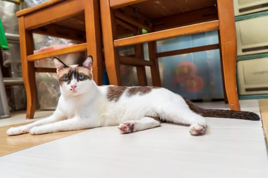 The cat was lying on the cement floor. It's cute.