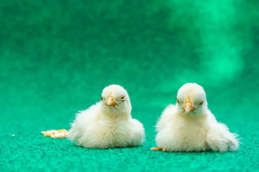 The yellow serama chicks on a artificial grass background.