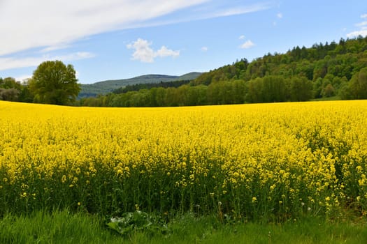 yellow flowering rapeseed field