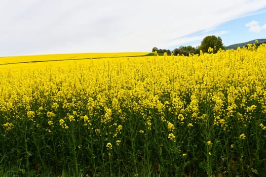 yellow flowering rapeseed field