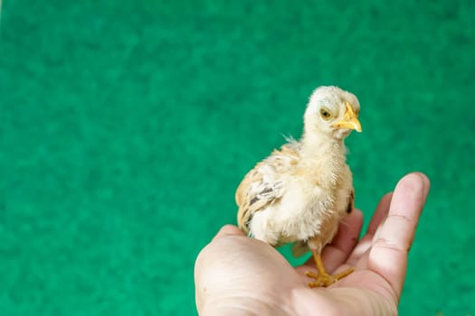 The yellow serama chicks on the man's palm.