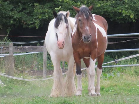 horse animal beautiful large power swift colors boil