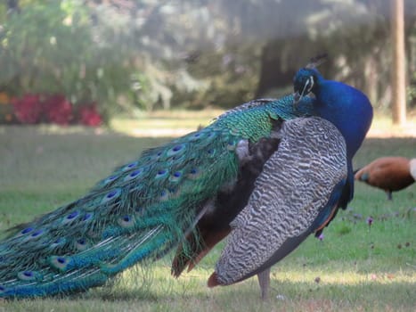 beautiful peacock of fantastic bright colors of long feathers