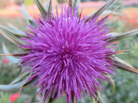 flower color pretty natural smell plant spring petals