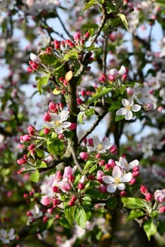 delicate pink apple tree blossoms