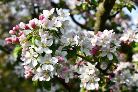 delicate pink apple tree blossoms