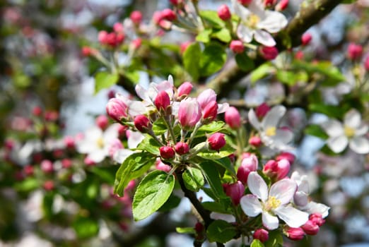 delicate pink apple tree blossoms
