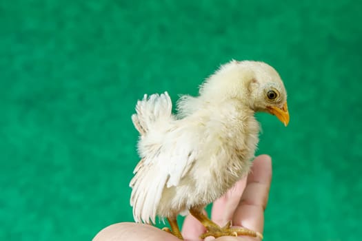 The yellow serama chicks on the man's palm.