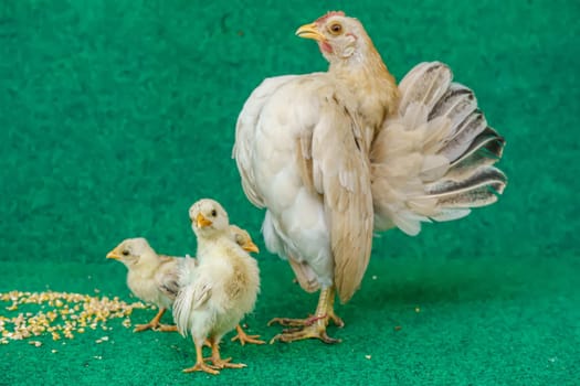 The hen and the yellow serama chicks on a artificial grass background.