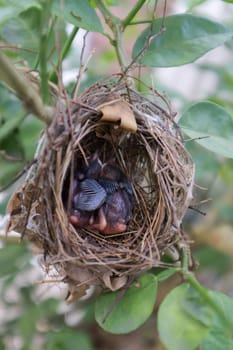 Two young birds sleeping in the nest.