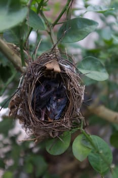Two young birds sleeping in the nest.