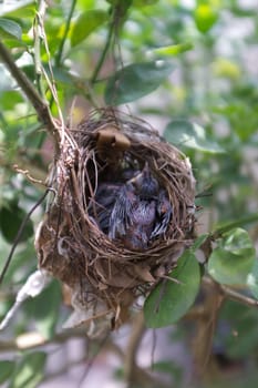 Two young birds sleeping in the nest.