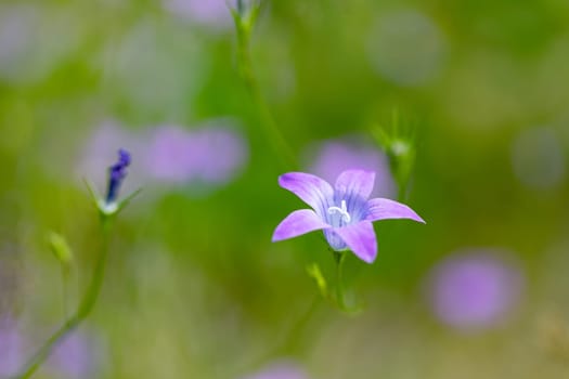 flower campanula patula, wild flowering plant in summer meadow, beautiful purple spreading bell-flowers flowers in bloom, Summertime, Europe, Czech Republic
