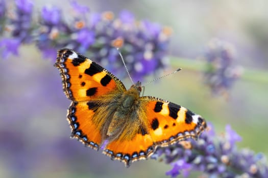 Small tortoiseshell, beautiful butterfly (Aglais urticae) on lavender. Europe, Czech Republic wildlife
