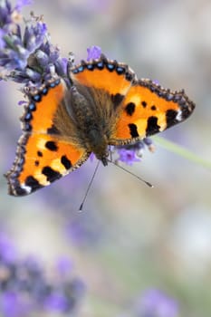 Small tortoiseshell, beautiful butterfly (Aglais urticae) on lavender. Europe, Czech Republic wildlife