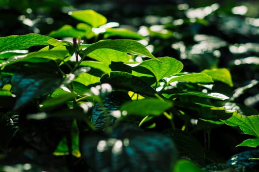Fresh new green heart shaped leaves of Wild betel. Wild Pepper Betel Leaf Plant