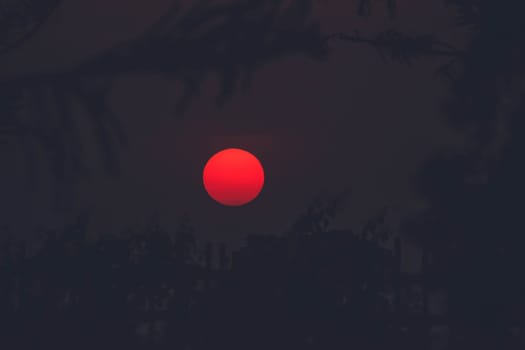 Dramatic silhouette trees  at sunset. Golden sun sunset abstract nature season and weather