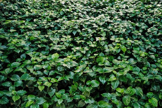 Fresh new green heart shaped leaves of Wild betel. Wild Pepper Betel Leaf Plant
