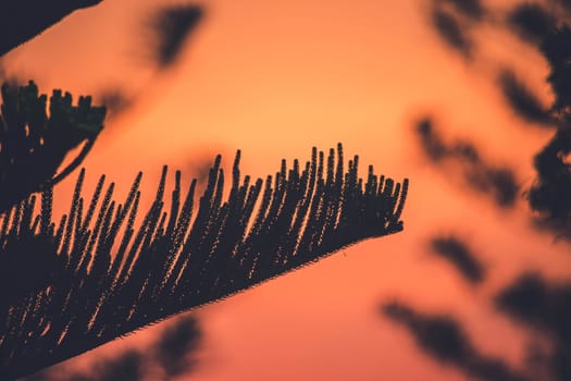 Dramatic silhouette trees at sunset orange sky background. Golden sun sunset abstract season and weather.