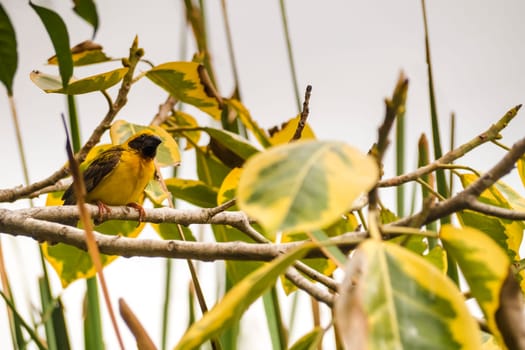 Asian Golden Weaver perching on grass stem in paddy field. Ploceus hypoxanthus bird in tropical forest