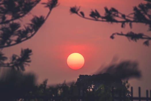 Dramatic silhouette trees at sunset orange sky background. Golden sun sunset abstract season and weather.