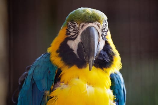 The blue and yellow macaw is a large South American parrot with mostly blue top parts and light orange underparts