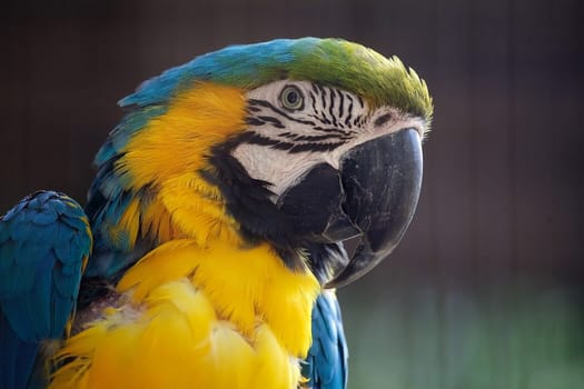 The blue and yellow macaw is a large South American parrot with mostly blue top parts and light orange underparts