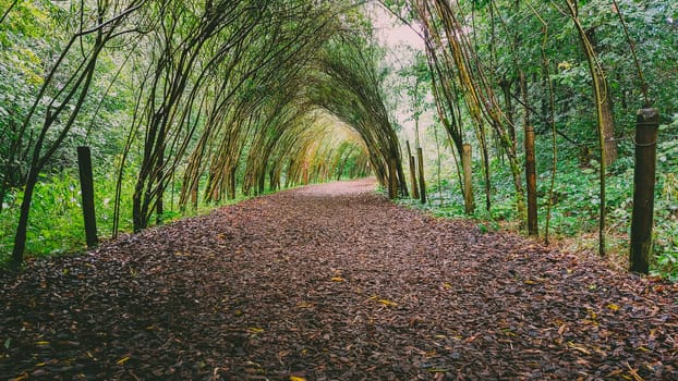 Green tunnel of bush and trees with hiking path in wood chips. Beauty in nature.