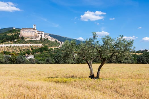 Olive trees in Assisi village in Umbria region, Italy. The town is famous for the most important Italian St. Francis Basilica (Basilica di San Francesco)