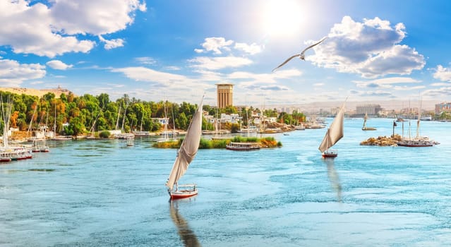 Beautiful Nile panorama with sailboats and a seagull, Aswan, Egypt.