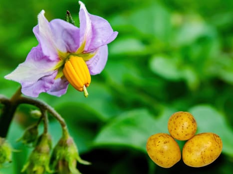 Harvest potatoes against the background of a flowering bush. Blooming potato bush flower. Raw food. Agricultural business. Farm harvest. Template for text. Business. Shop window.