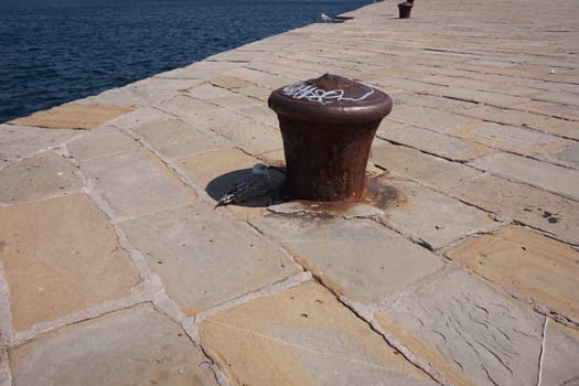 Seagull sleeping in the shade in the hot summer of Trieste, Italy 2020